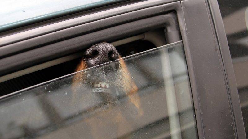 Зачем опытные водители приоткрывают окно зимой: все просто