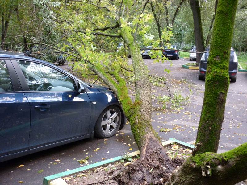 Многие люди, увидев на своей машине упавшее дерево, не знают, что им делать и куда бежать.